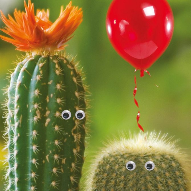 funny cacti