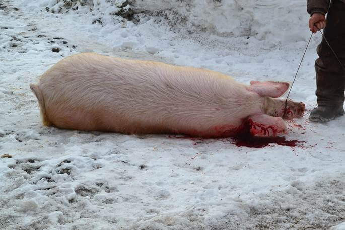 Клане на свине