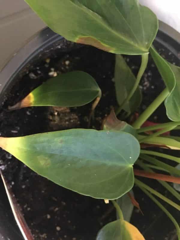 Anthurium disease - the appearance of yellow spots on the edges of the leaves.