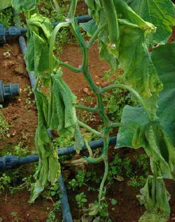 fusarium cucumber disease