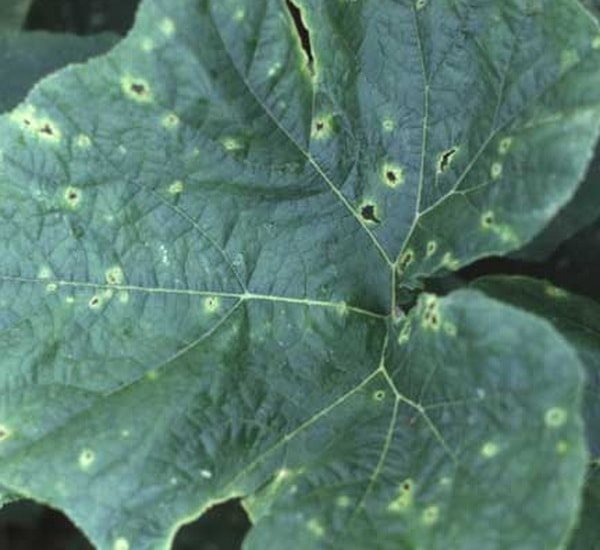 cucumber disease Cladosporium