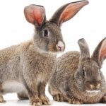 Ушни заболявания при зайци