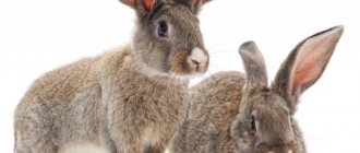 Maladies de l'oreille chez le lapin