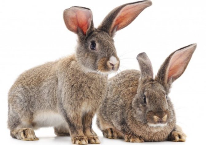 Ohrenkrankheiten bei Kaninchen