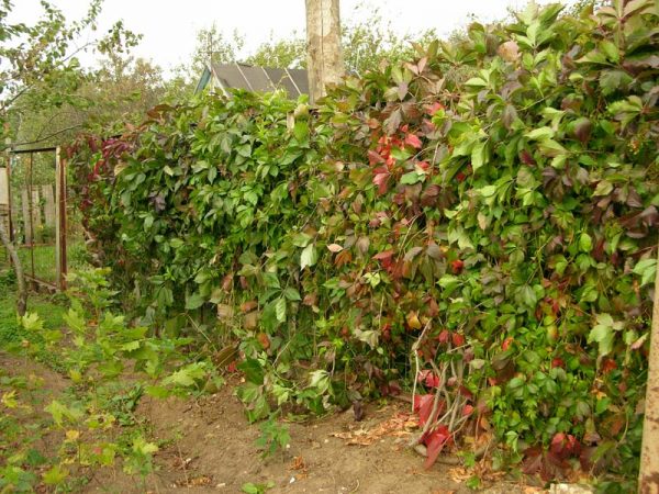 Ограда от моминско грозде
