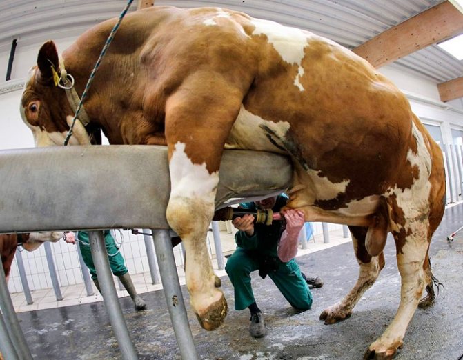 Pag-sample ng materyal mula sa isang inseminating bull na gumagamit ng isang mekanikal na kagamitan