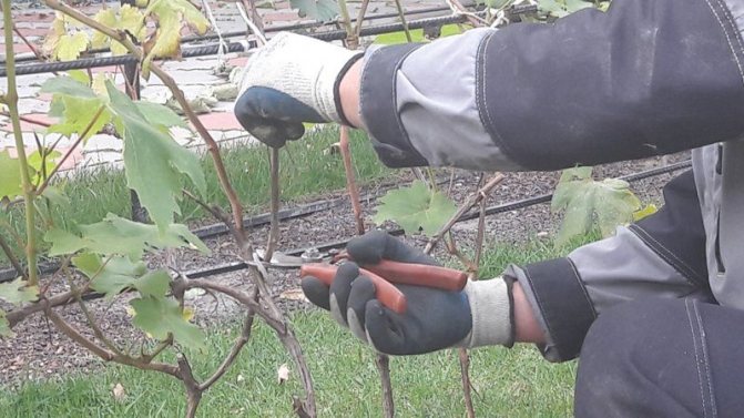Защо се нуждаете от подрязване на грозде през есента и как да го извършите правилно