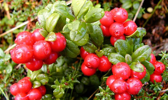 Why plant cranberries on the site?