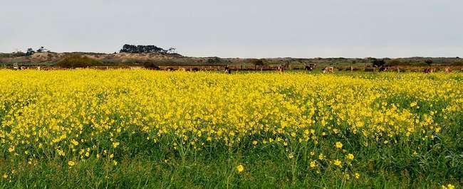 Why sow Mustard