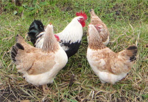 Zagorsk laxras av kycklingar