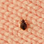 Bedbug conspiracy
