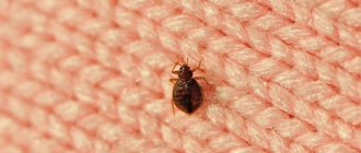 Bedbug conspiracy