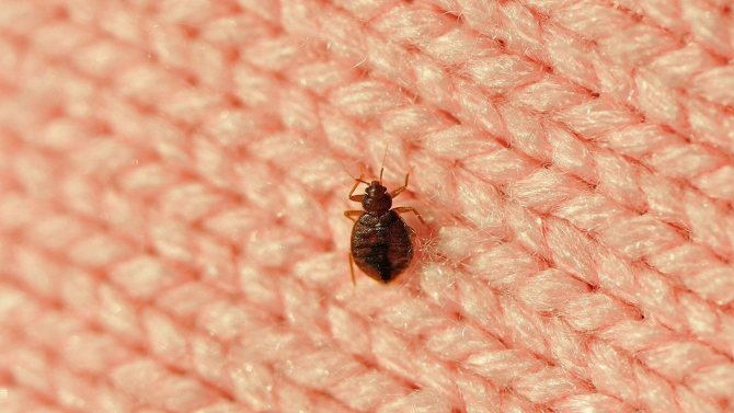 En konspiration från bedbugs i en lägenhet: 10 bönalternativ för hemmabruk