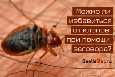 Konspirationer och böner från bedbugs i lägenheten: ritualer och ceremonier, hjälp från en sibirisk läkare