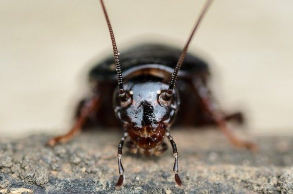 Конспирации как да се отървете от хлебарки завинаги