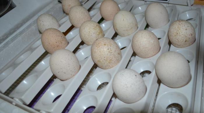 Nastavení vajec v inkubátoru závisí na typu zařízení