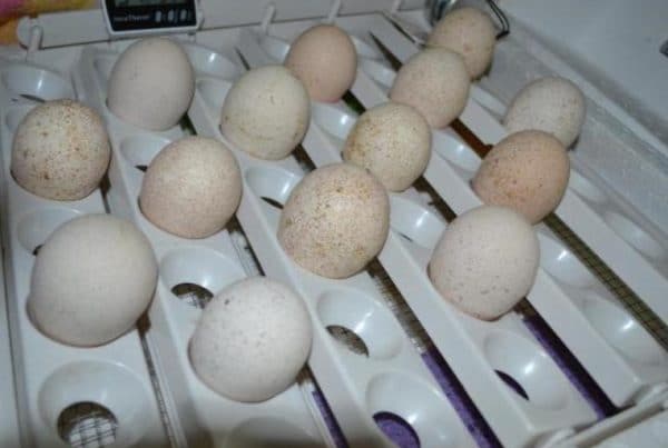Menetapkan telur di dalam inkubator