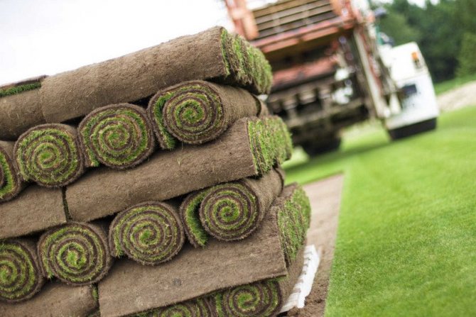 Purchase of rolled lawn