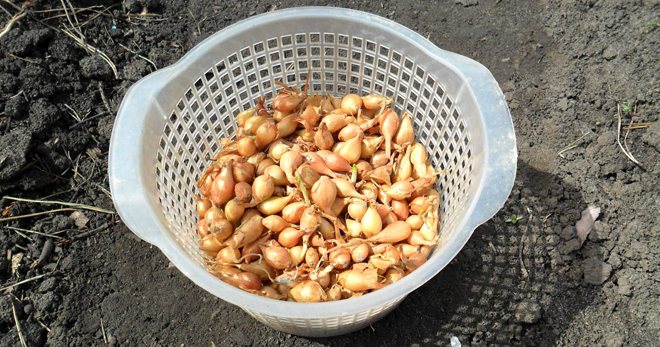 Soaking onions before planting - why carry out the procedure, the use of folk and chemicals