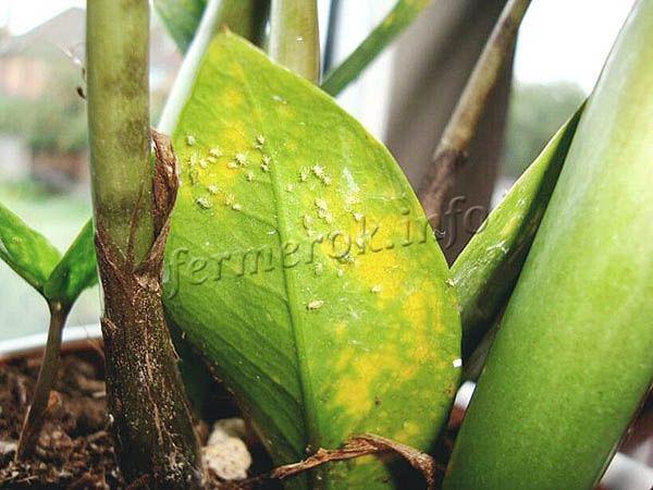 Zamioculcas most often undergoes invasions of aphids, scale insects and spider mites