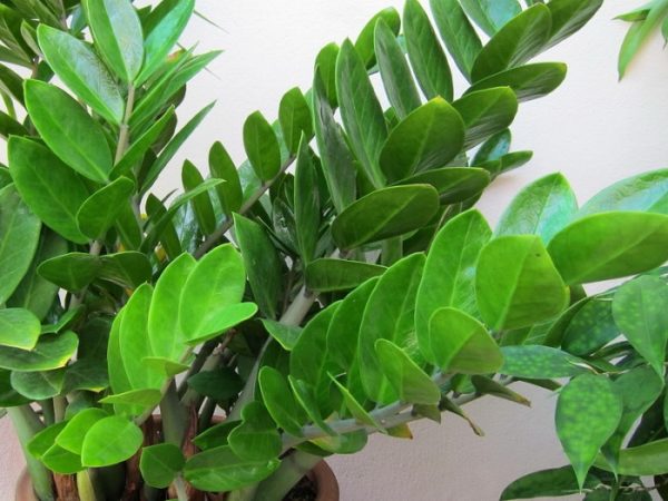 Zamioculcas belongs to the Aroid family.