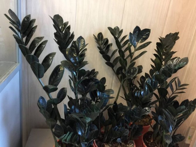 Zamioculcas transplant at home