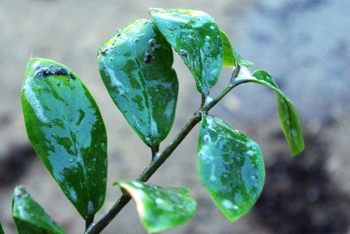 Zamioculcas gråter när de behandlas fel, inklusive skadade löv, överbefruktning och överbevattning