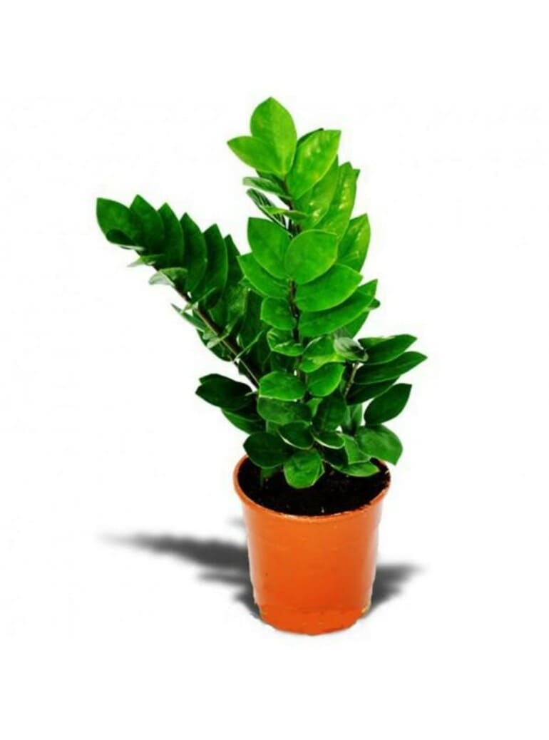 Zamioculcas - succulent