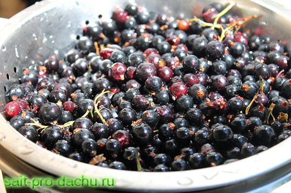 frozen currants with sugar
