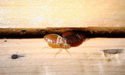 The smell of kerosene and denatured alcohol can cause bedbugs to crawl out of hard-to-reach places.