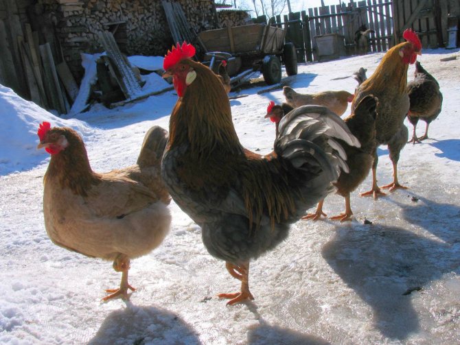 Есенният запас помага на пилетата да балансират хранителните вещества