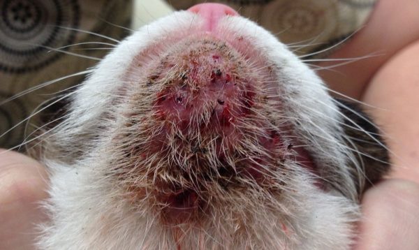 Du sang coagulé sur le menton d'un chat