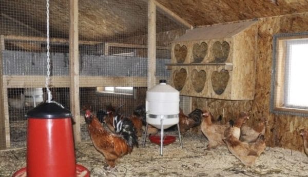 Infection with coccidiosis occurs through dirty feeders and drinkers