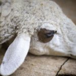 Napadení klíšťaty u ovcí