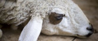 Заразяване с кърлежи при овце