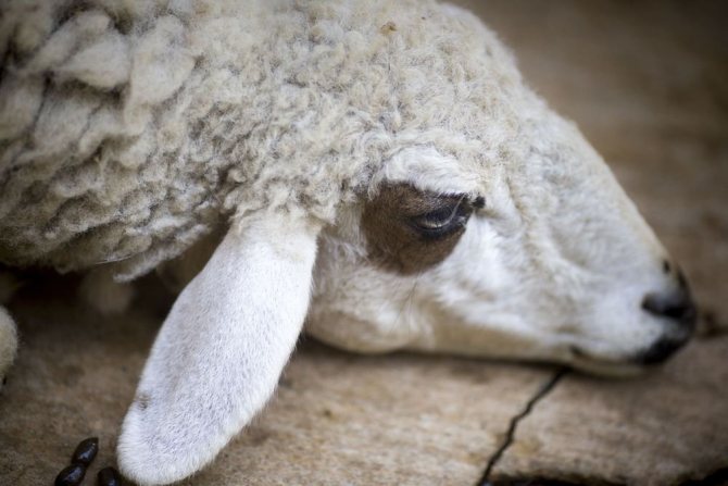 Tick ​​infestation in sheep