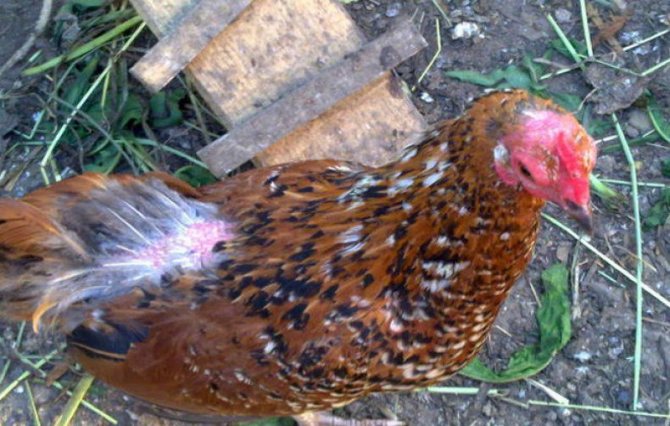 Заразена с пера кокошка носачка