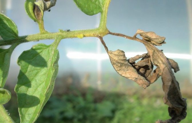 Infected tomato branch