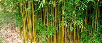 Bamboo thickets