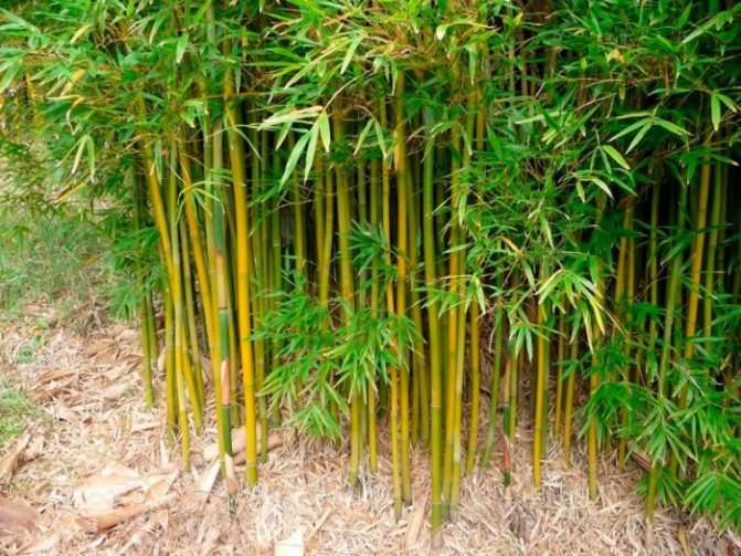 Tjocklekar av bambu
