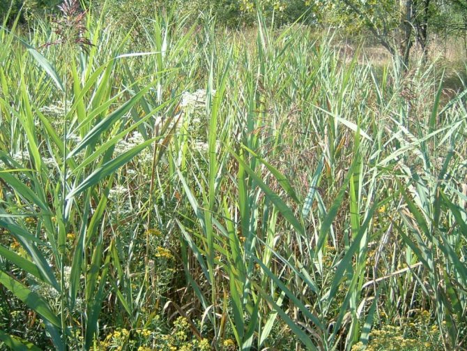 Reed thickets