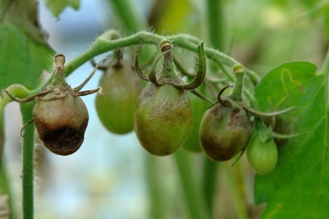 Protecting tomatoes from disease