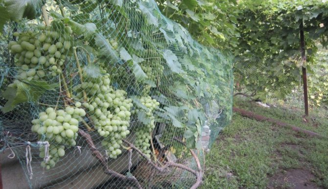 Protective net for grapes