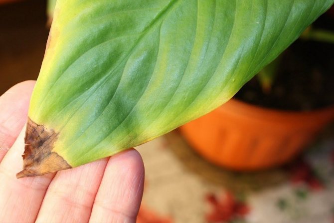 Dried leaf tips