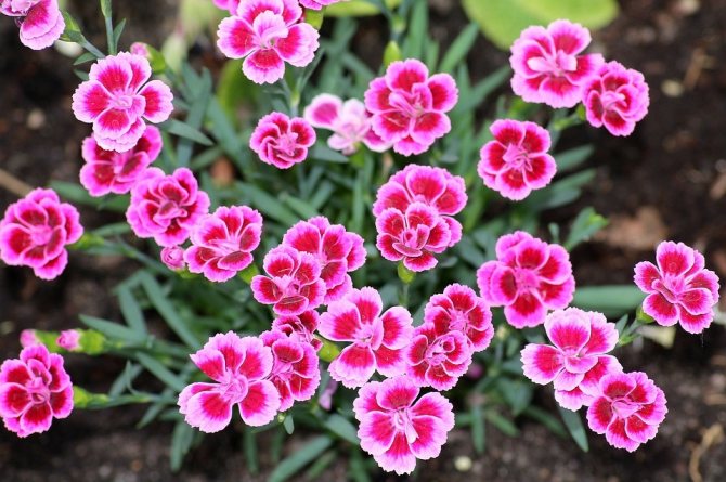 Drought-resistant plants for flower beds and flower beds