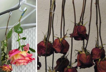 drying roses naturally