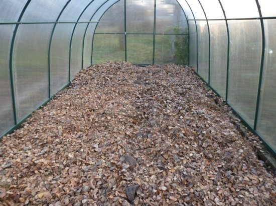 Backfilling the soil with fallen autumn leaves to prepare for frost