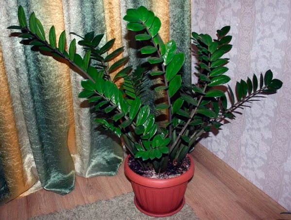 Here you can see what the zamioculcas looks like