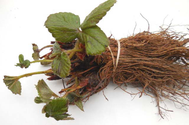 Anak benih strawberi yang sihat dengan foto sistem akar terbuka