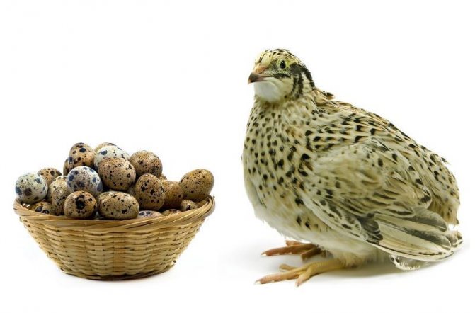Здравето на пъдпъдъците пряко влияе върху качеството на яйцата